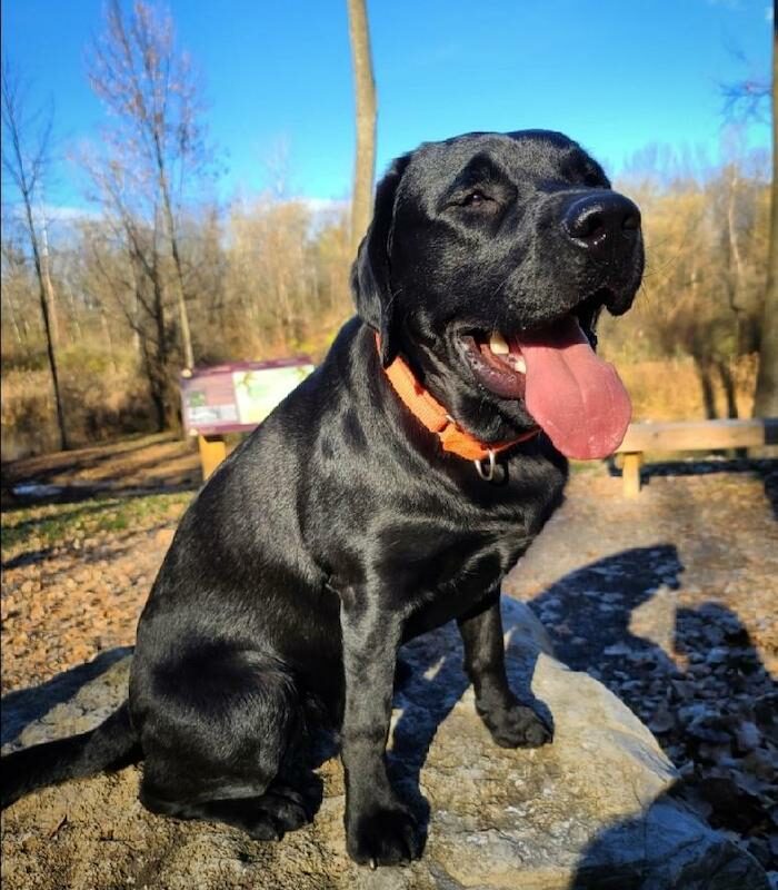 Ozzie
